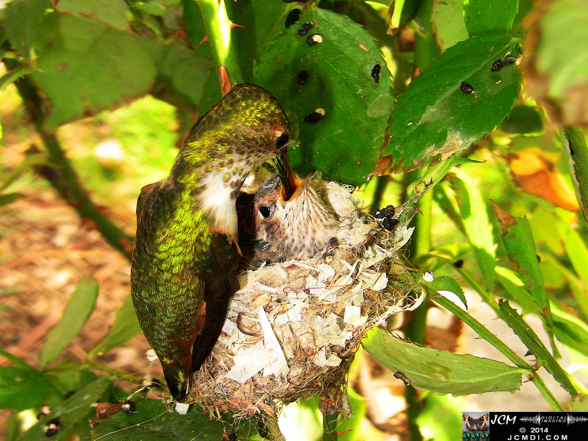 Allens Hummingbird chick and nest image 3-26-2014